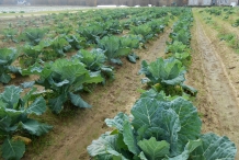 Collard-greens-farm