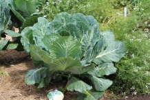 Collard-greens-plant
