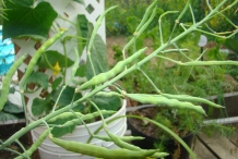 Collard-greens-pods