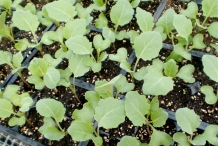 Seedlings-of-Collard-greens