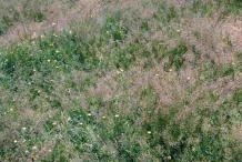 Colonial-bent-plant-growing-wild