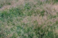 Colonial-bent-plant-growing-wild