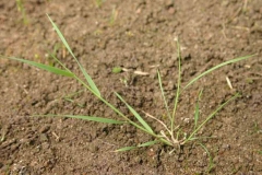 Colonial-bent-plant