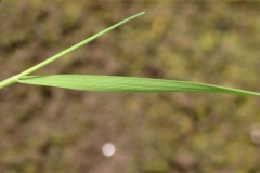 Leaf-of-Colonial-bent