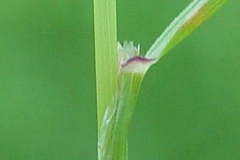 Ligules-of-Colonial-bent
