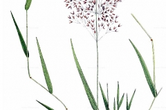 Plant-Illustration-of-Colonial-bent