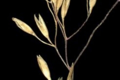 Seed-heads-of-Colonial-bent