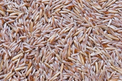 Seeds-of-Colonial-bent