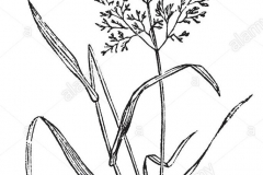 Sketch-of-Colonial-bent