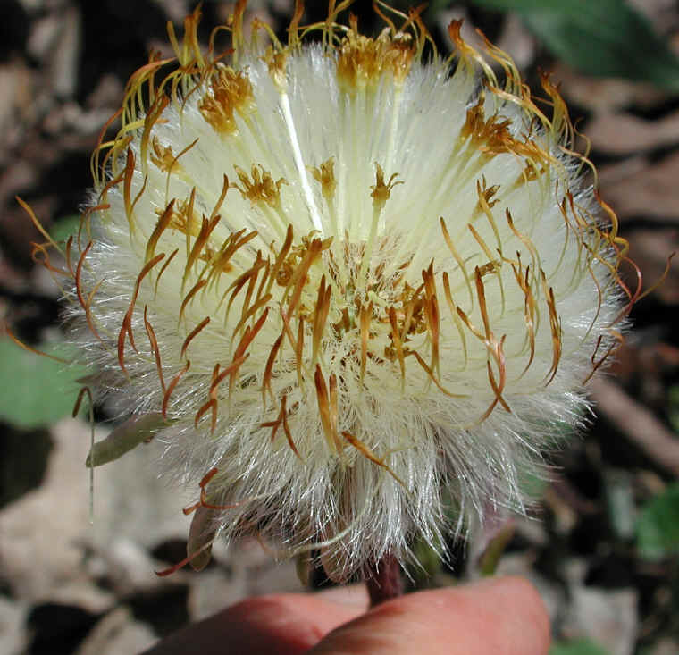 Coltsfoot-seeds