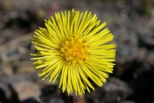 Coltsfoot-flower
