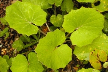 Coltsfoot-leaves