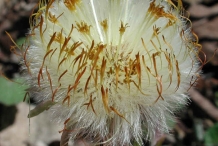 Coltsfoot-seeds