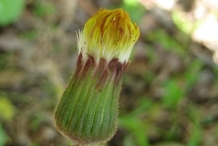 Flower-bud-of-Coltsfoot