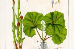 Illustration-of-Coltsfoot