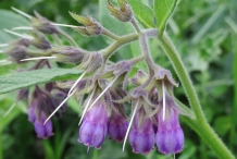 Comfrey-flower
