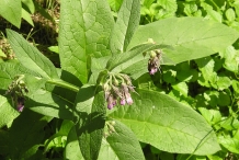 Comfrey-leaves