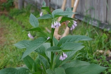 Comfrey-plant
