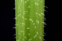 Comfrey-stem