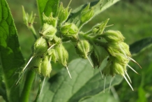 Flower-bud-of-Comfrey