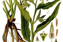 Illustration-of-Comfrey