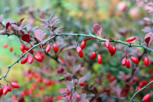 Common-barberry-on-the-plant