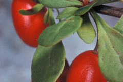 Barberry-fruit