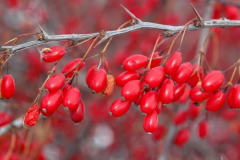 Barberry