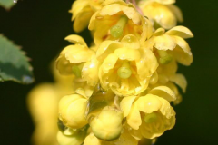 Closer-view-of-Common-barberry-flower