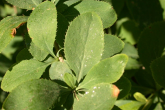 Common-barberry-Leaves