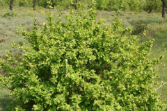 Common-barberry-Plant