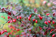 Common-barberry-on-the-plant