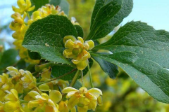 Flower-of-barberry