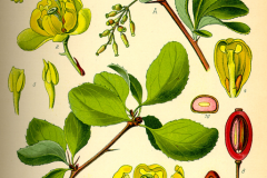Plant-illustration-of-Common-barberry