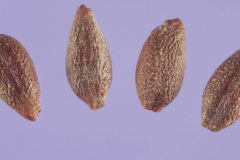 Seeds-of-Common-barberry