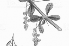 Sketch-of-Common-barberry