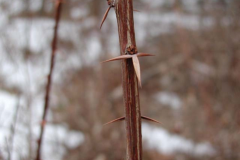 Spines-of-Common-barberry