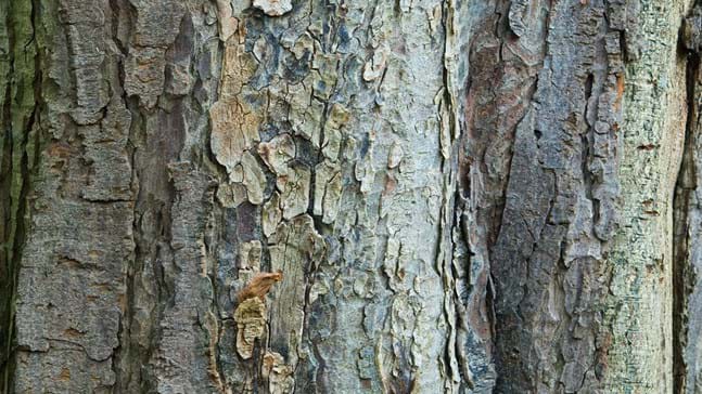 Bark-of-Common-Dogwood