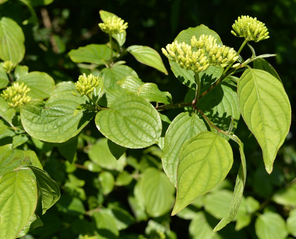 Flowering-buds-of-Common-Dogwood