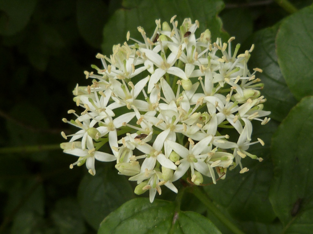 Flowers-of-Common-Dogwood