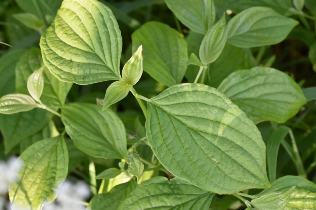 Leaves-of-Common-Dogwood