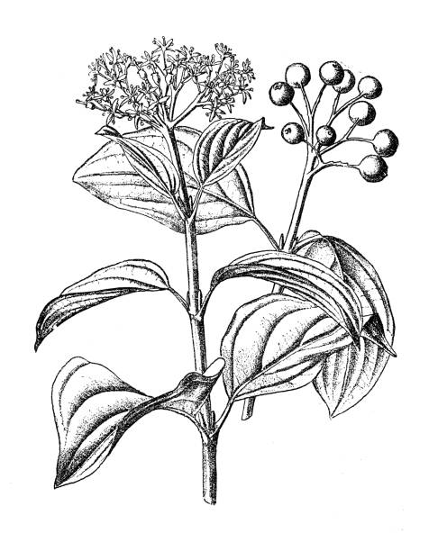 Sketch-of-Common-Dogwood