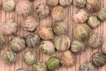 Seeds-of-Common-Dogwood