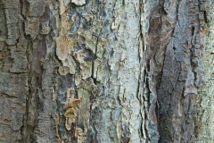 Bark-of-Common-Dogwood