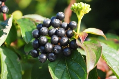 Closer-view-of-Mature-fruits-of-Common-Dogwood
