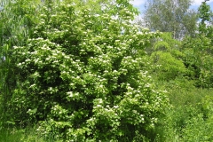 Common-Dogwood-plant-growing-wild