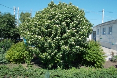 Common-Dogwood-plant