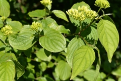 Flowering-buds-of-Common-Dogwood