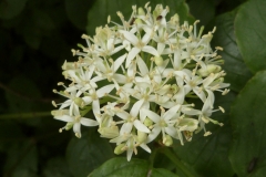 Flowers-of-Common-Dogwood
