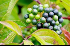 Immature-fruits-of-Common-Dogwood